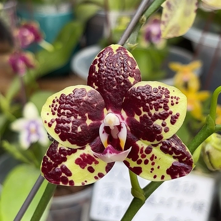 大部分开放少量花苞蟒蛇交白虎