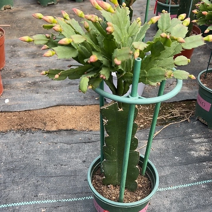 红色蟹爪兰尾号3544