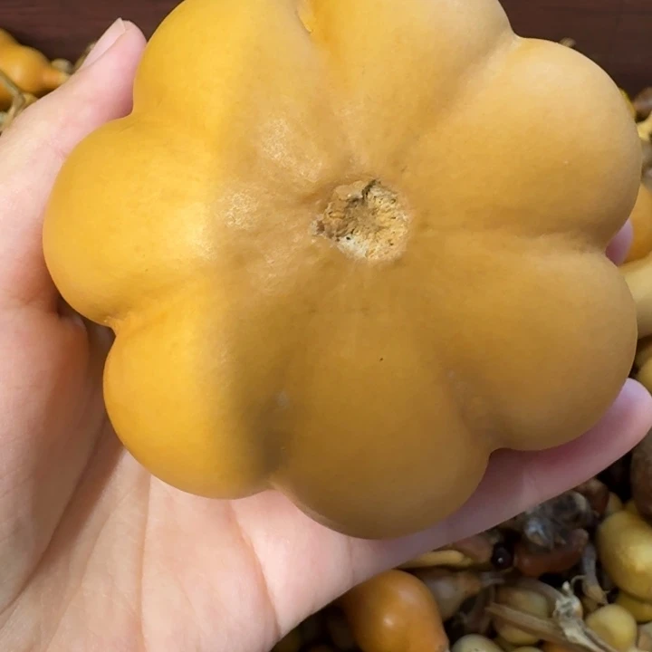 葫芦葫芦葫芦葫芦