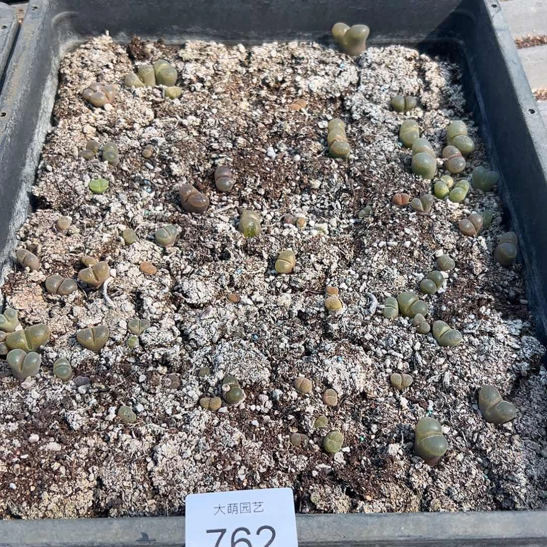 清框脱土发无售后默认有疤，762