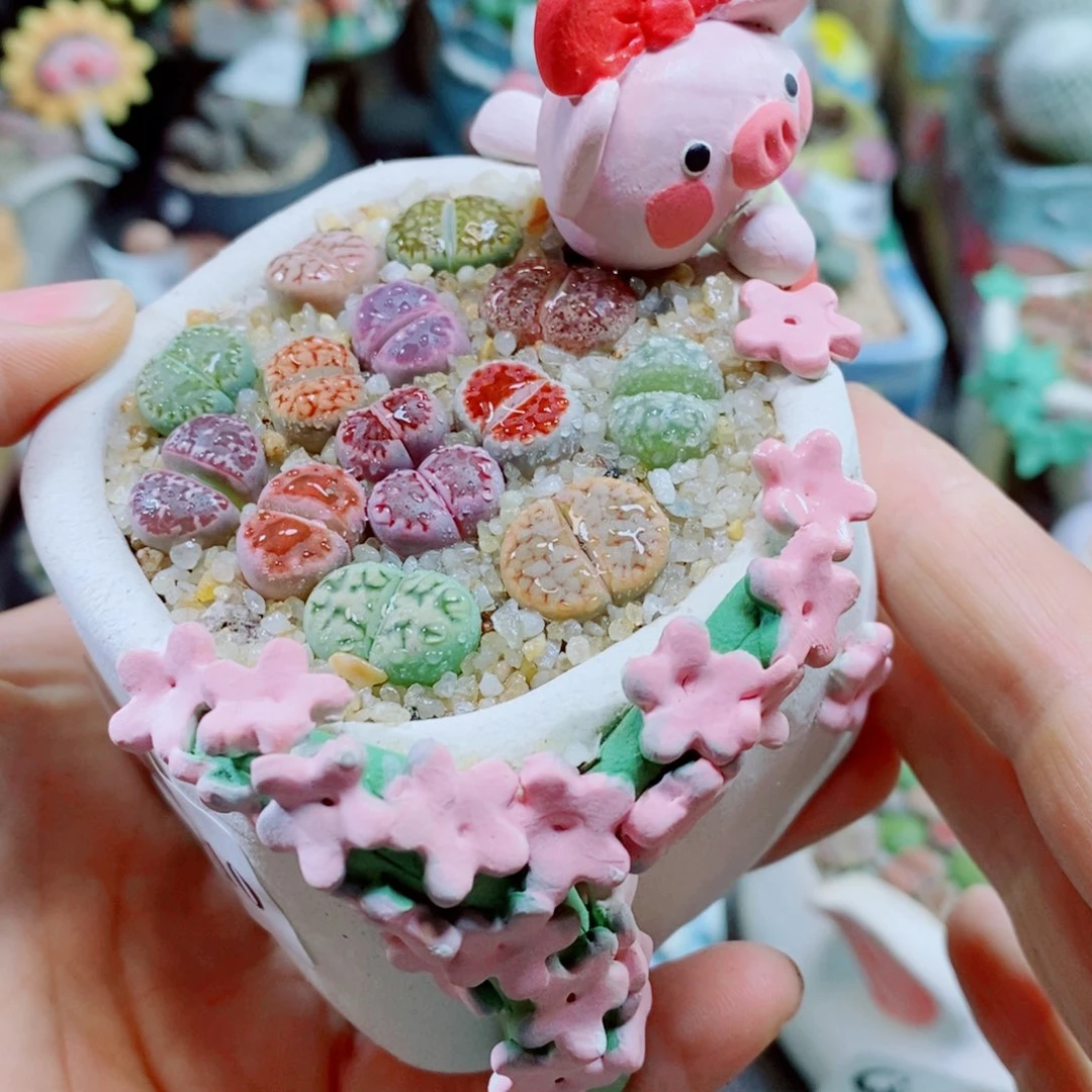 森***＊生石花花花花花花花花610