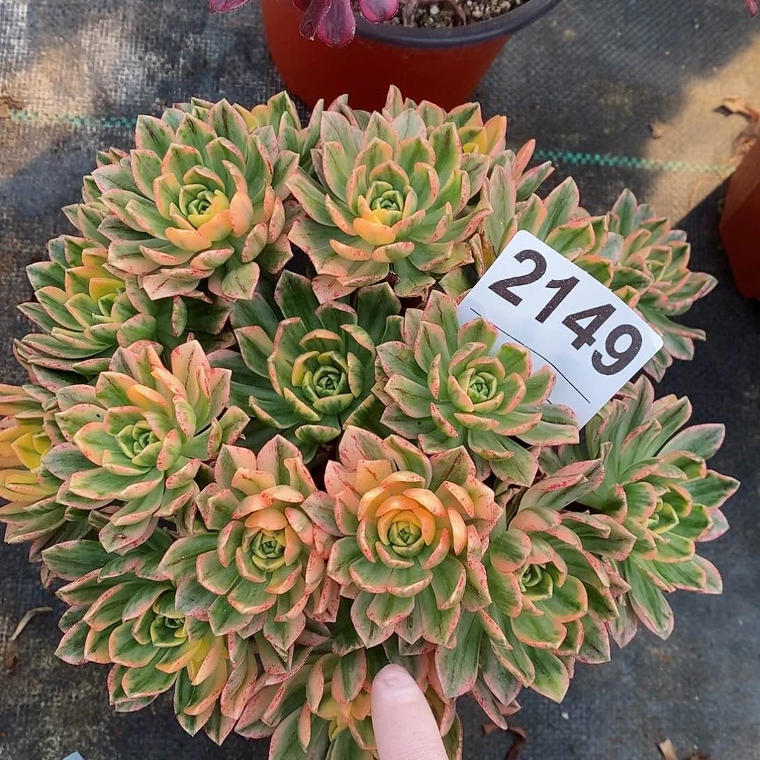 红陶2149甜茶4多肉