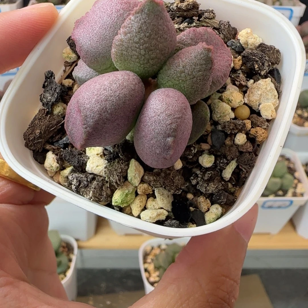 新品水泡，一物一拍