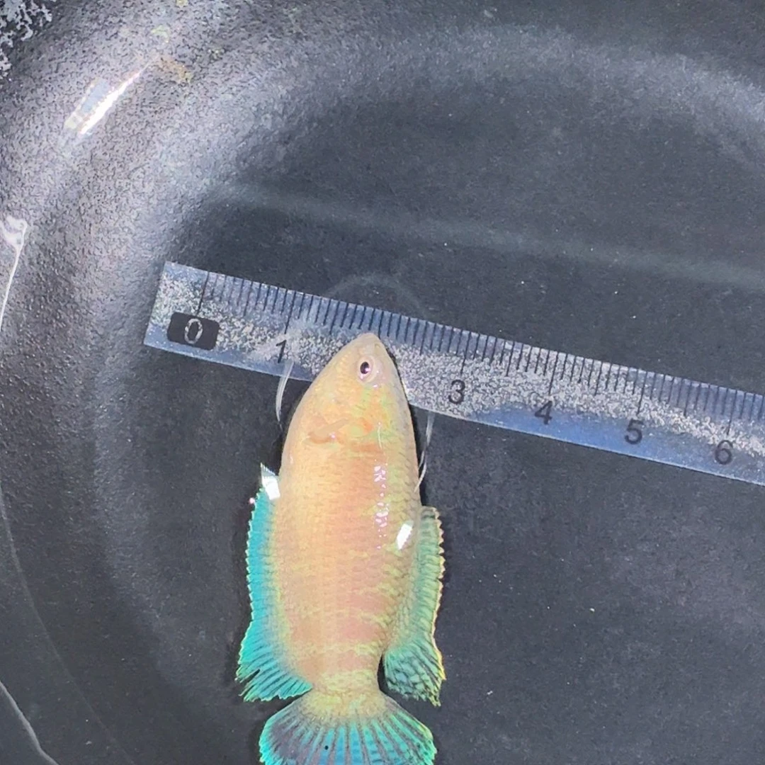 斗鱼精品国斗直播7