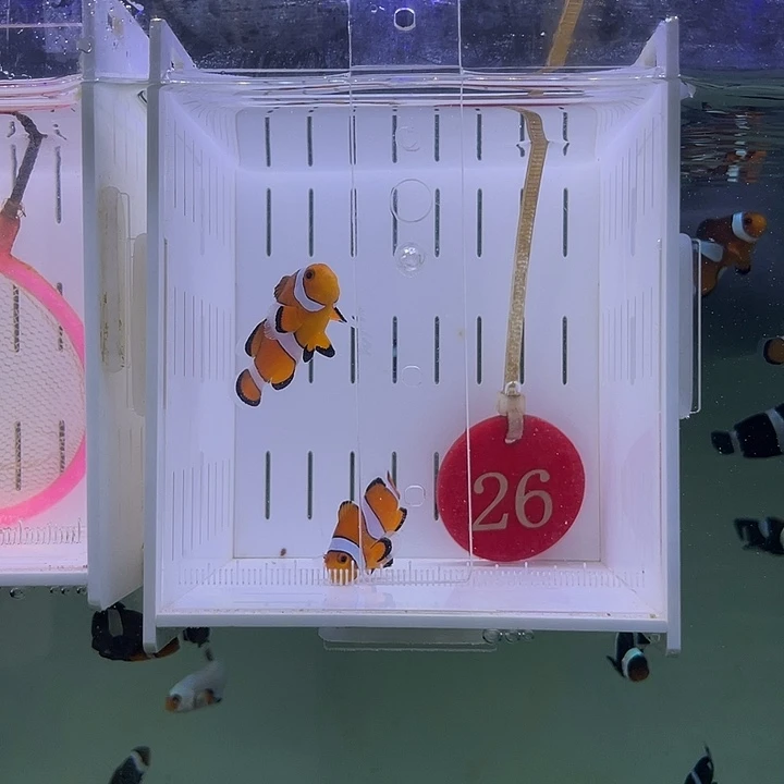 海水鱼公子小丑鱼