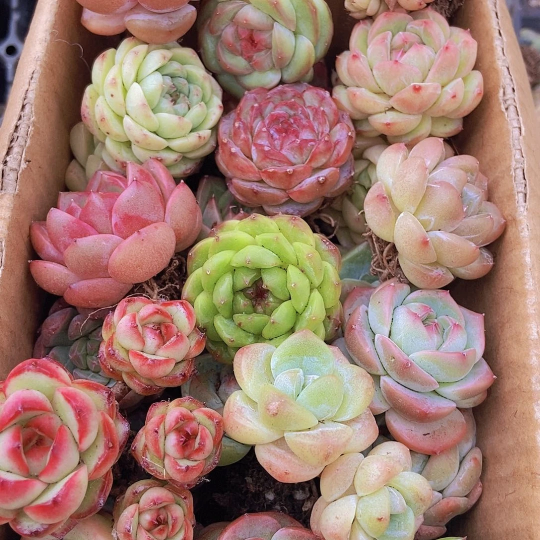 000000000001量拍保底20颗