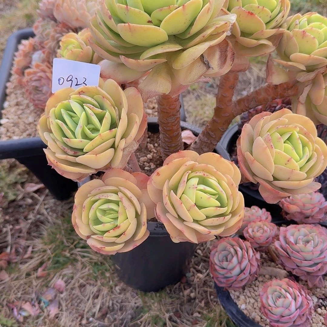 一****50923鸡蛋碧桃多肉