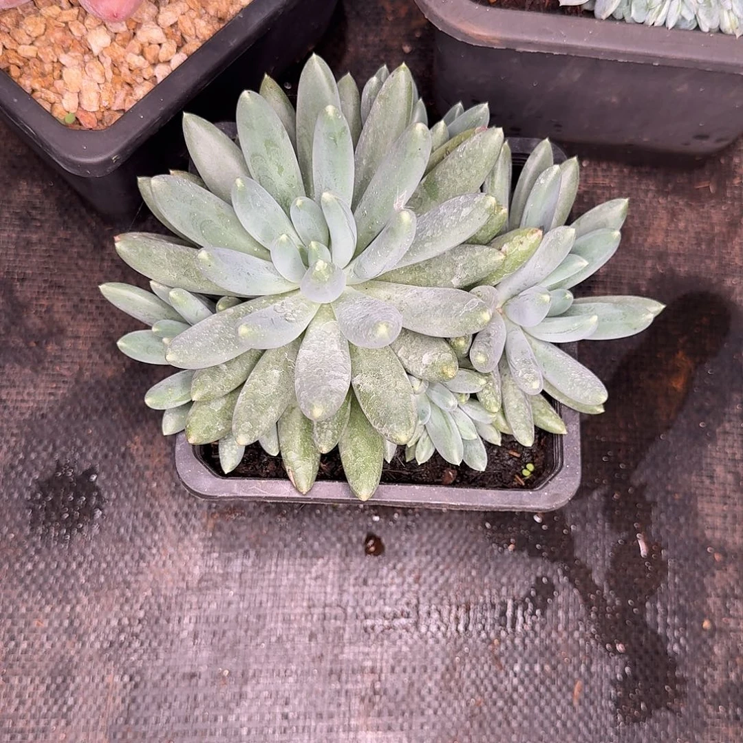 小***量x系多肉植物寄养111