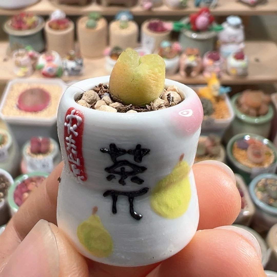 多肉植物117号拇指盆