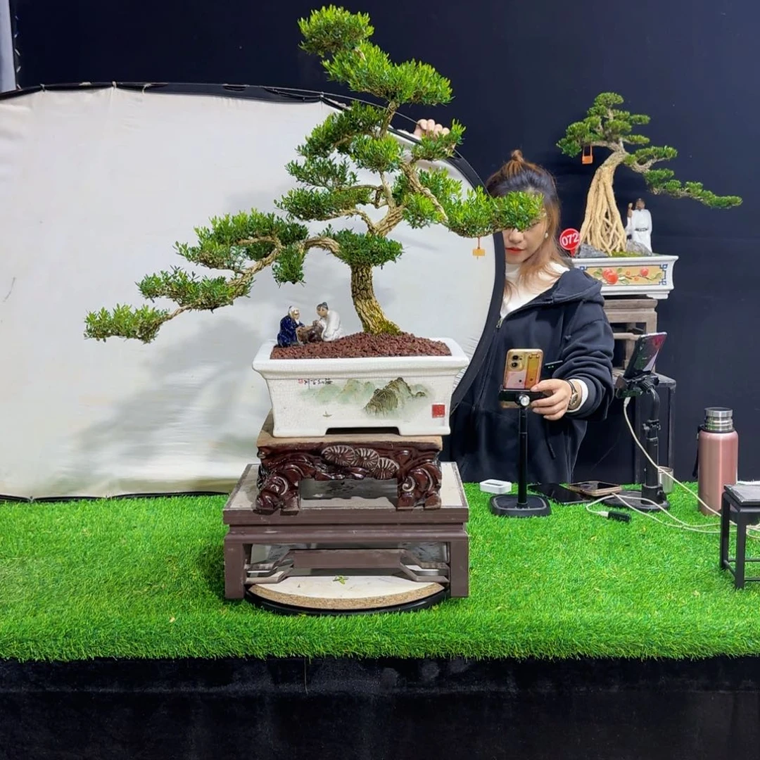 当前无花朵，栽培后可花朵