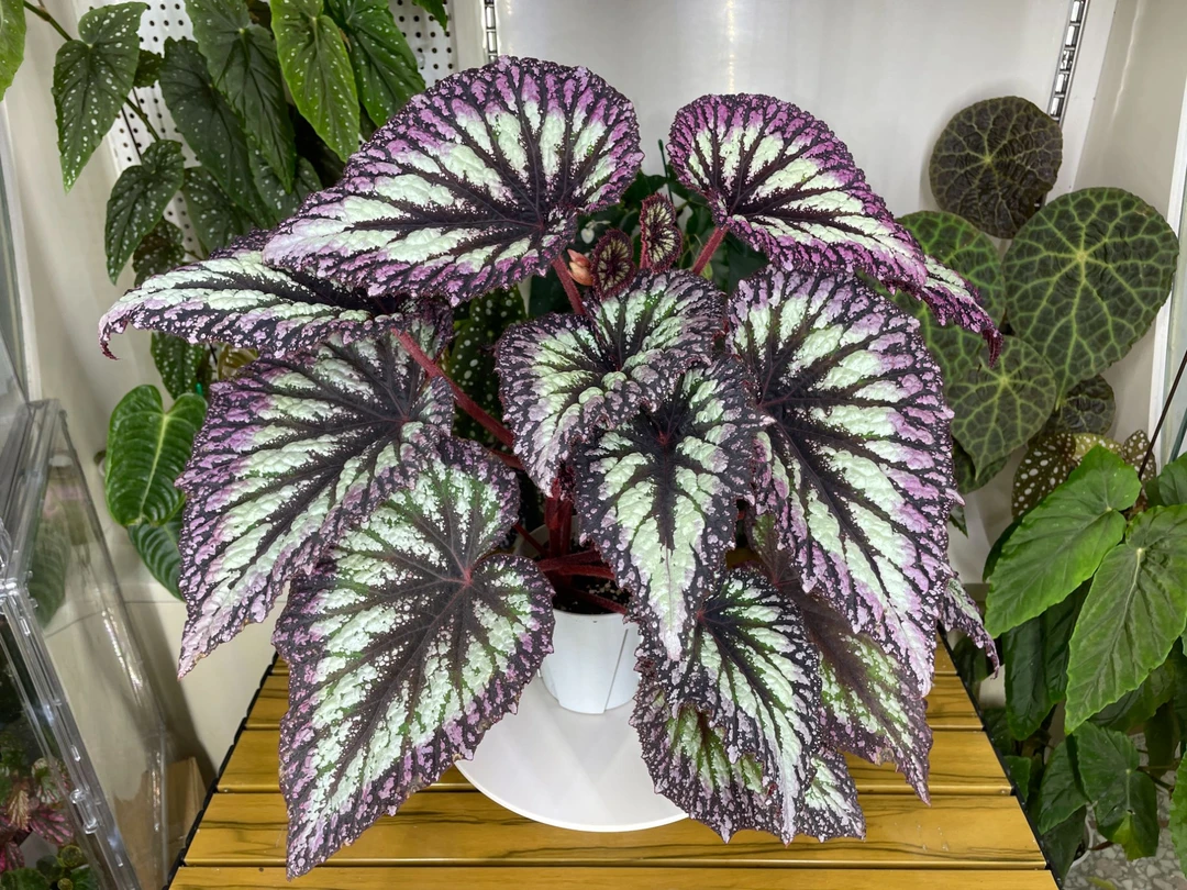 秋海棠一物一拍链接