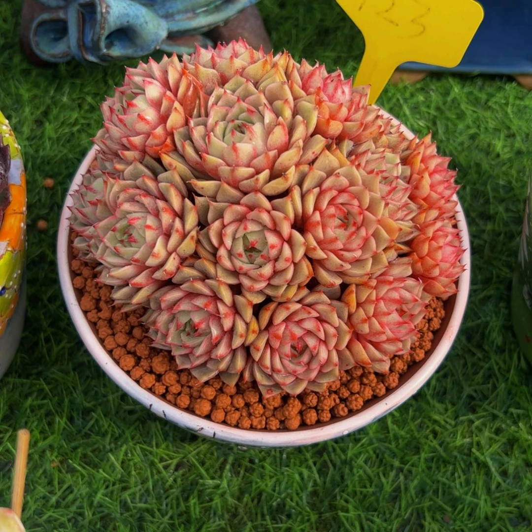 红*手捧花本吧123号