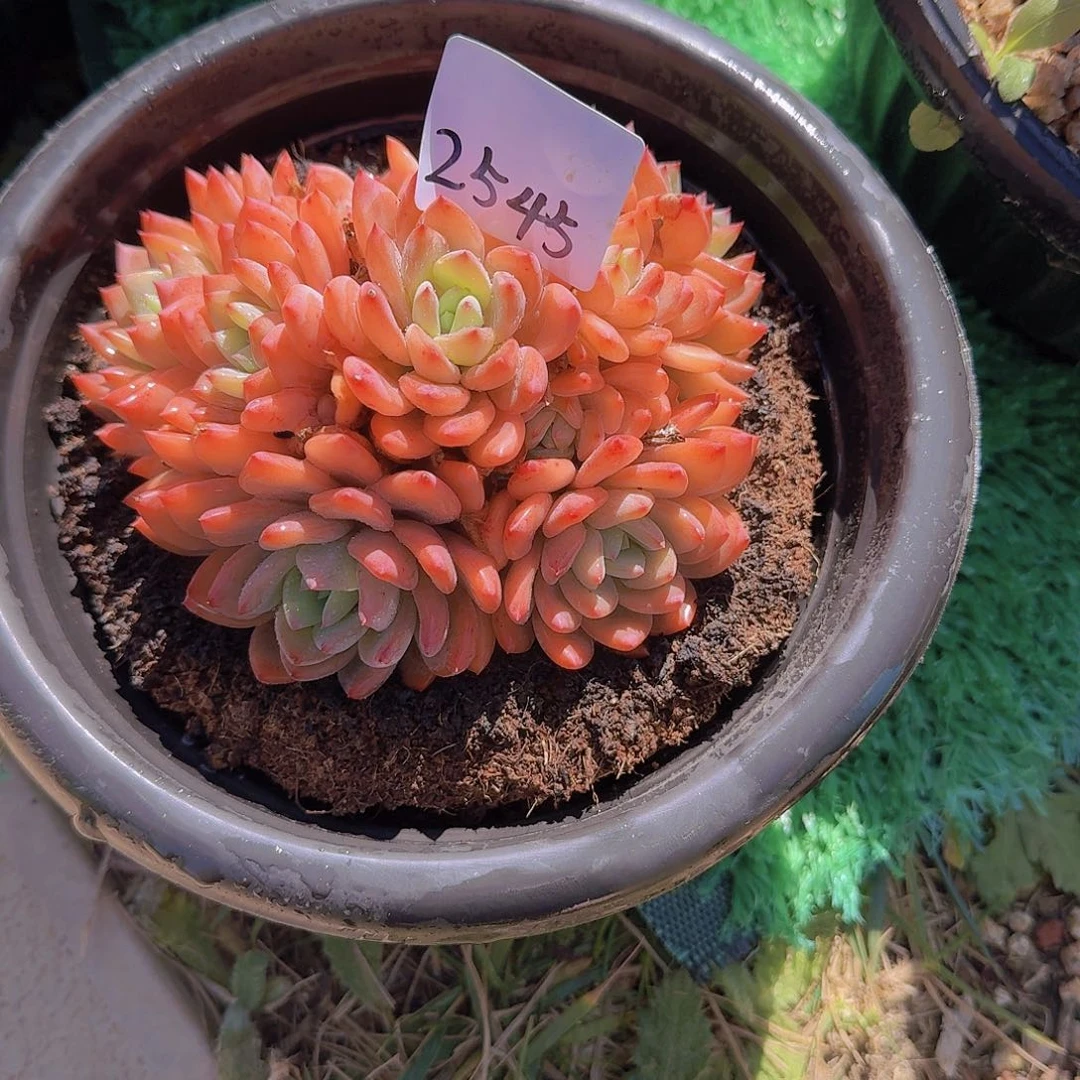 T**?2545美年达多肉植物