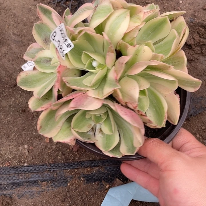 986香炉盘白锦多肉植物法师