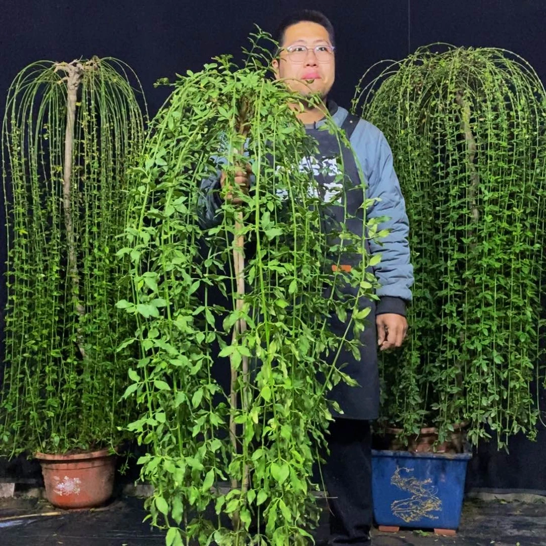 探春花，一物一拍，落叶