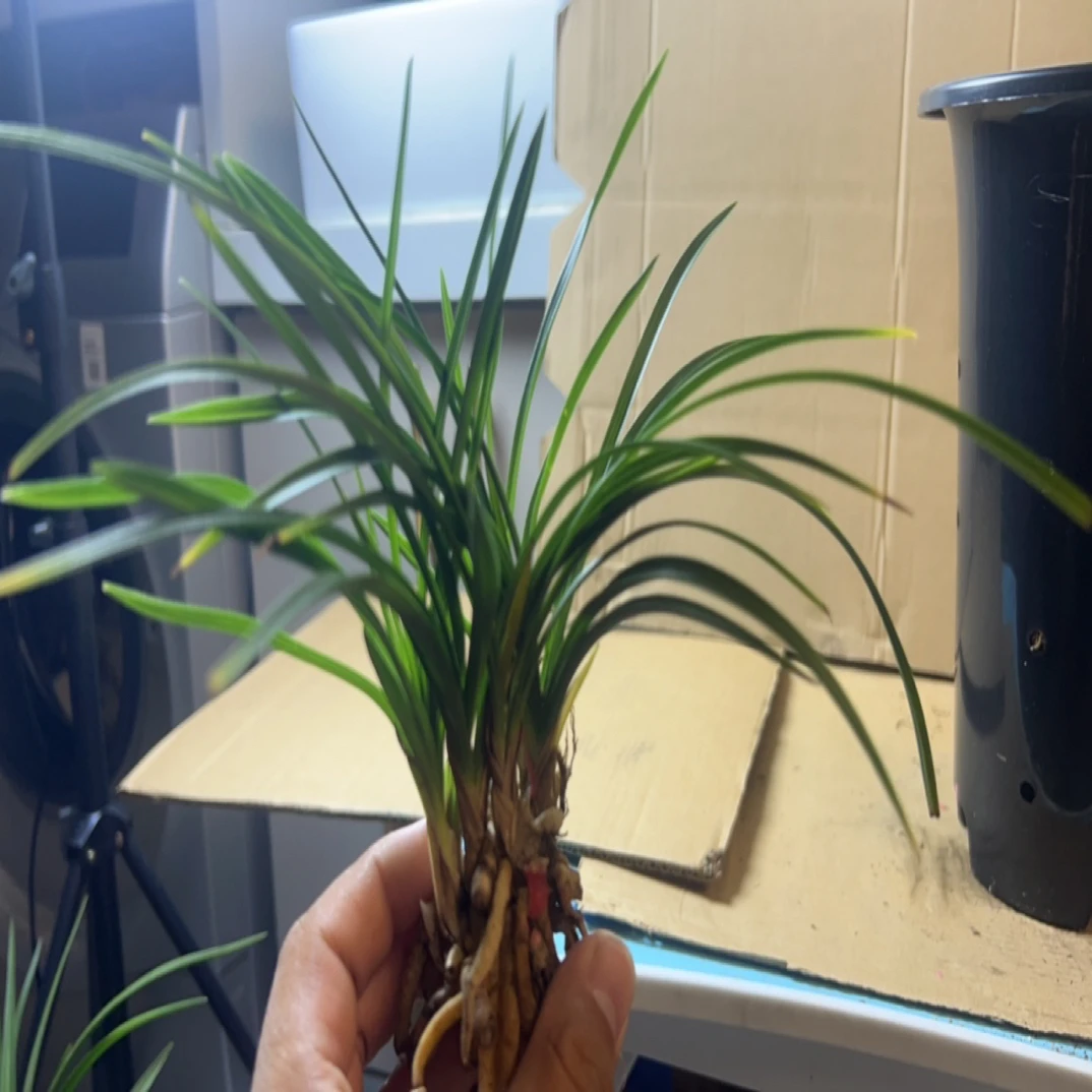 蕙兰 【一物一拍】 资源新品 自然养殖