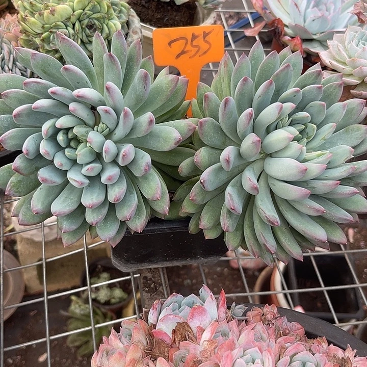 两单包邮，一物一拍美人255