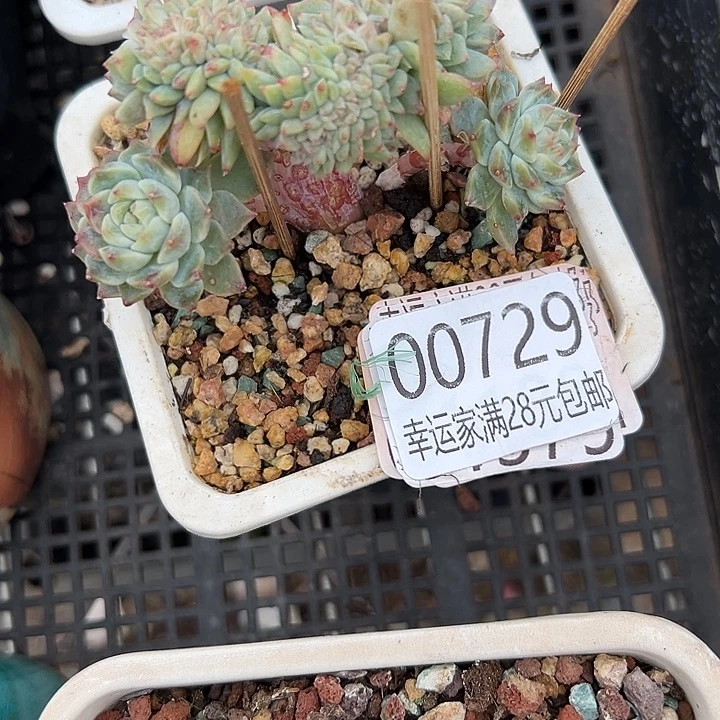 幸运儿是一位非常优秀幸运