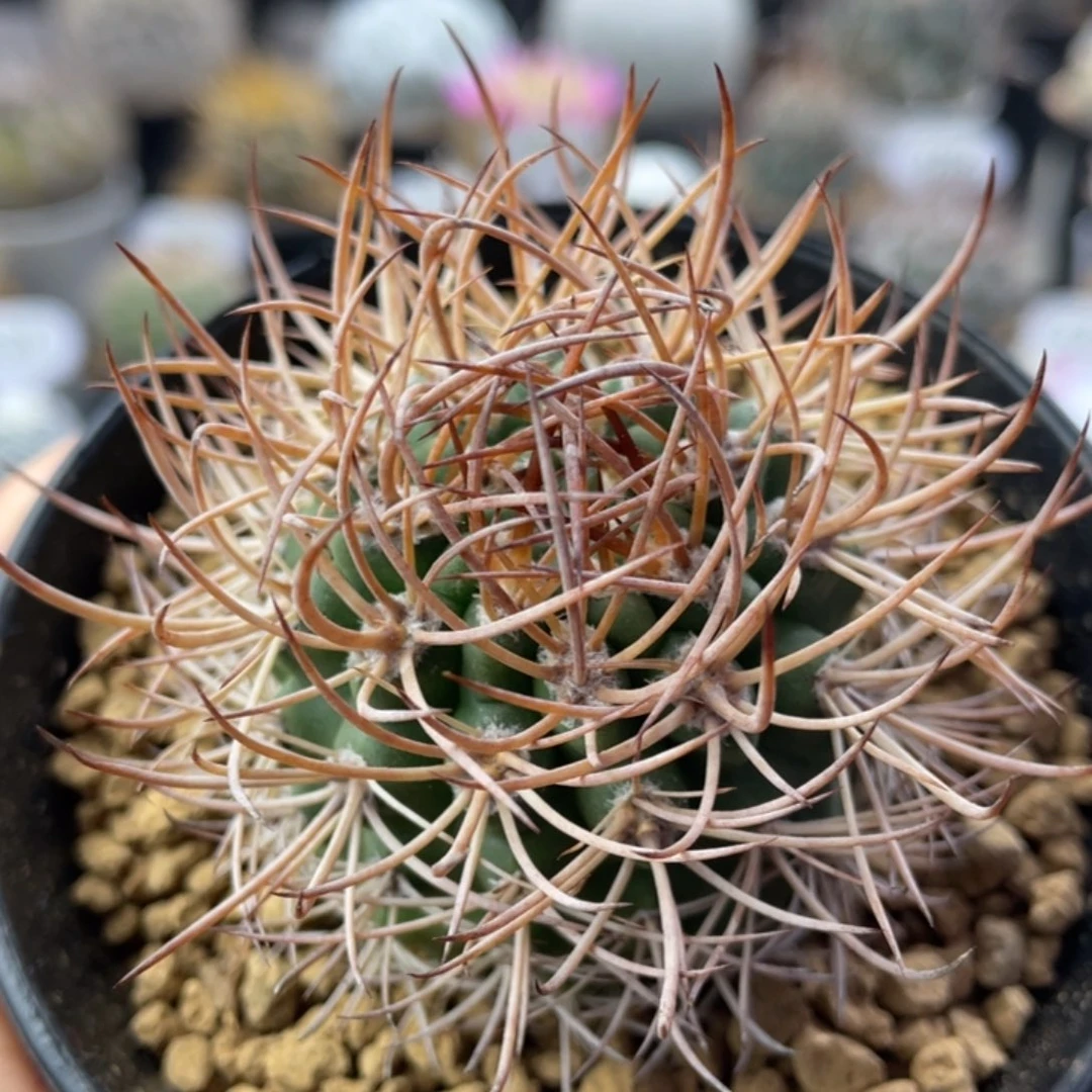 逆豹丸          实生根