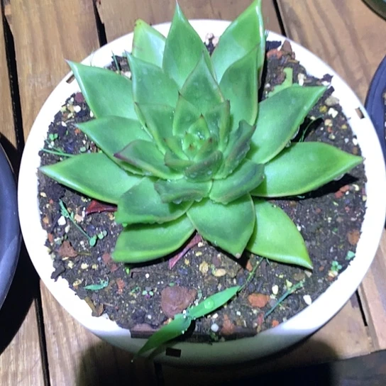 美肉特价活动开始啦