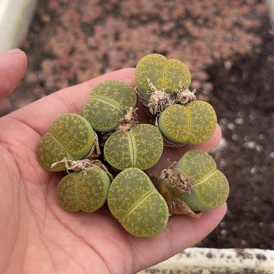 新粉首单包邮福利量拍4颗双头8年绿紫勋