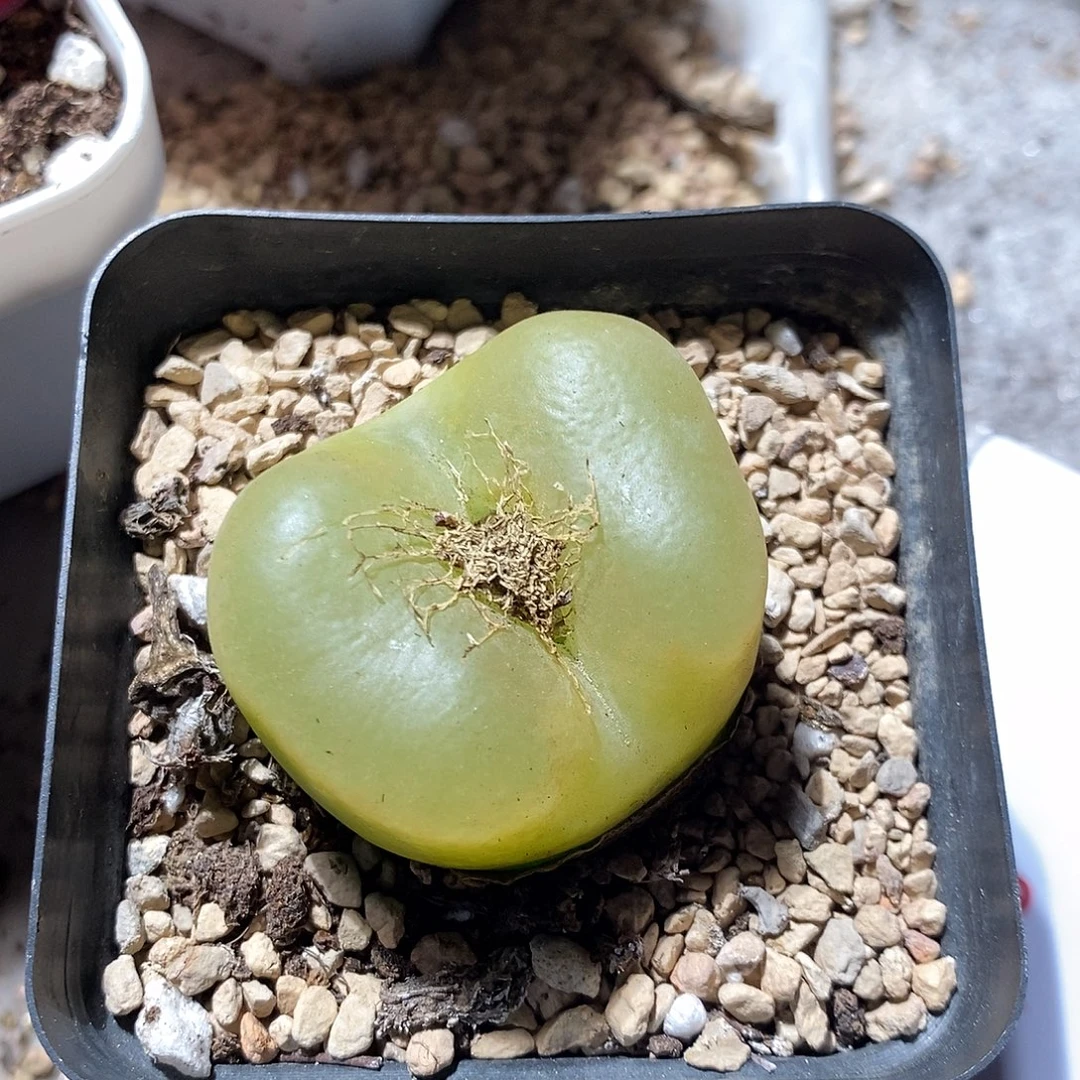 2312。   四厘米翻窗蟠桃。