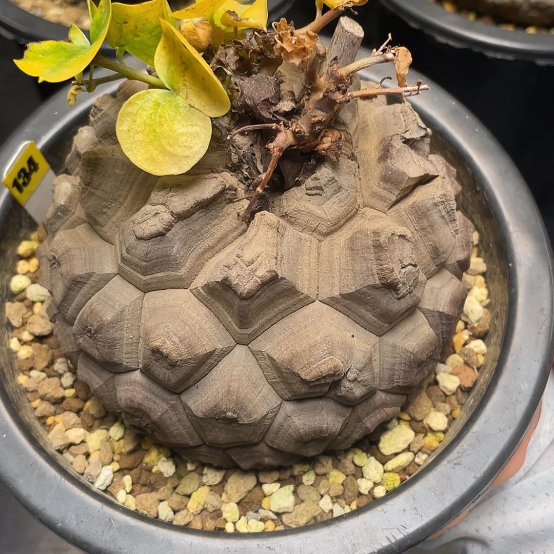 134号龟甲龙10.4公分