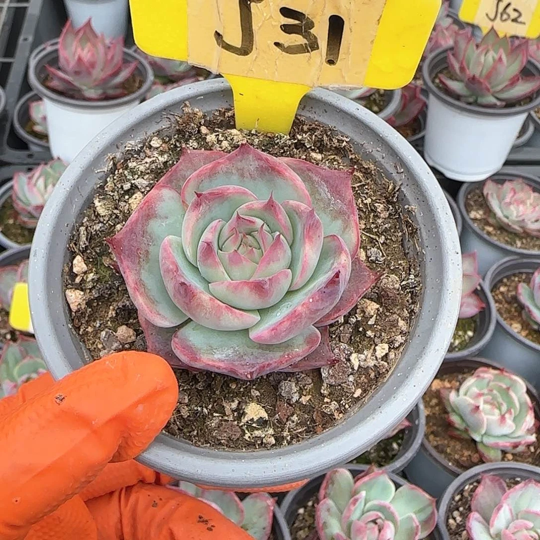 爱****菇J31惊鸿单头多肉