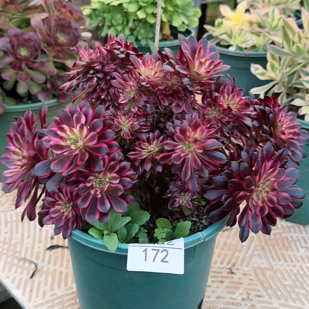 语*172多肉 黑铜白缀