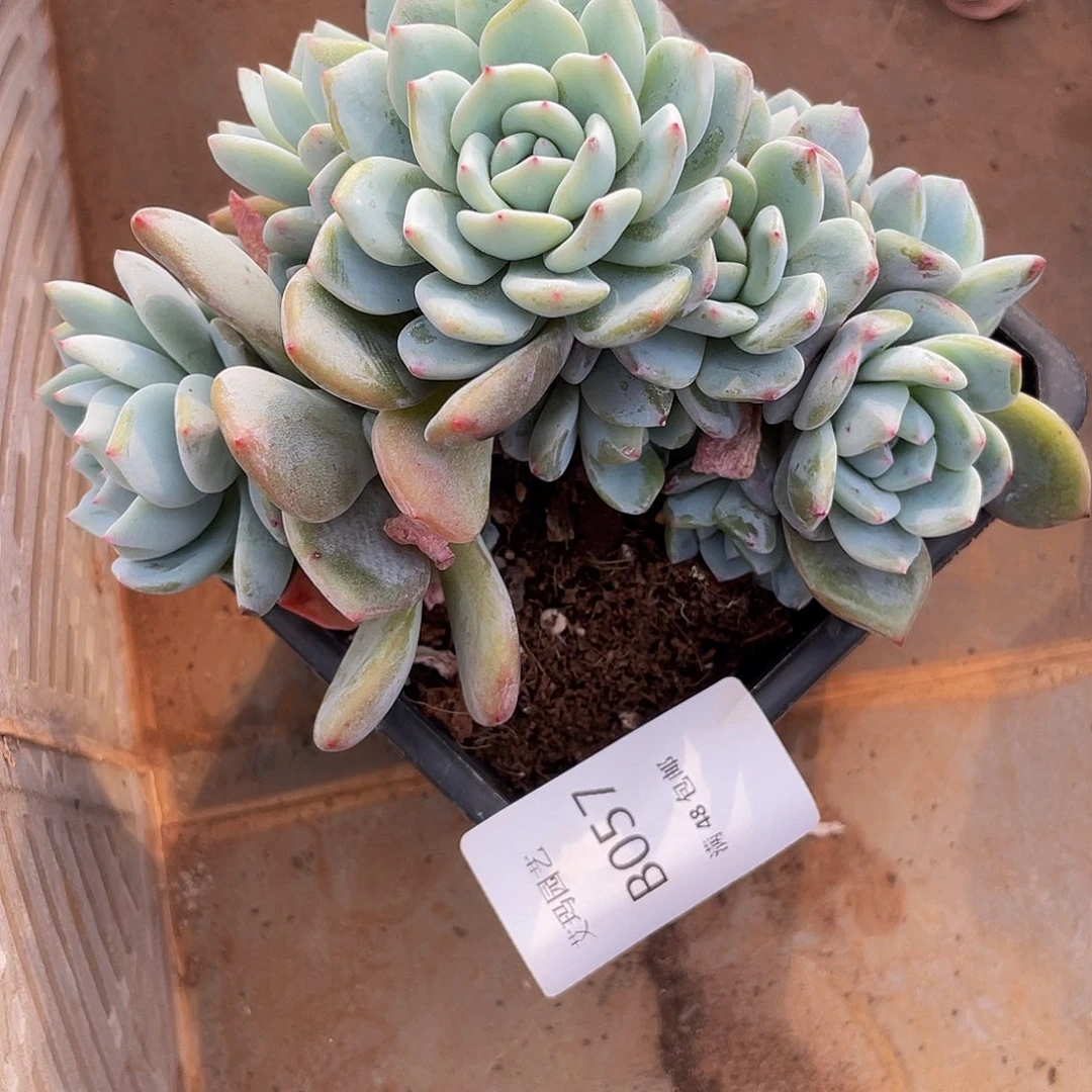 豆****哒星影朵缀057 多肉多肉多肉