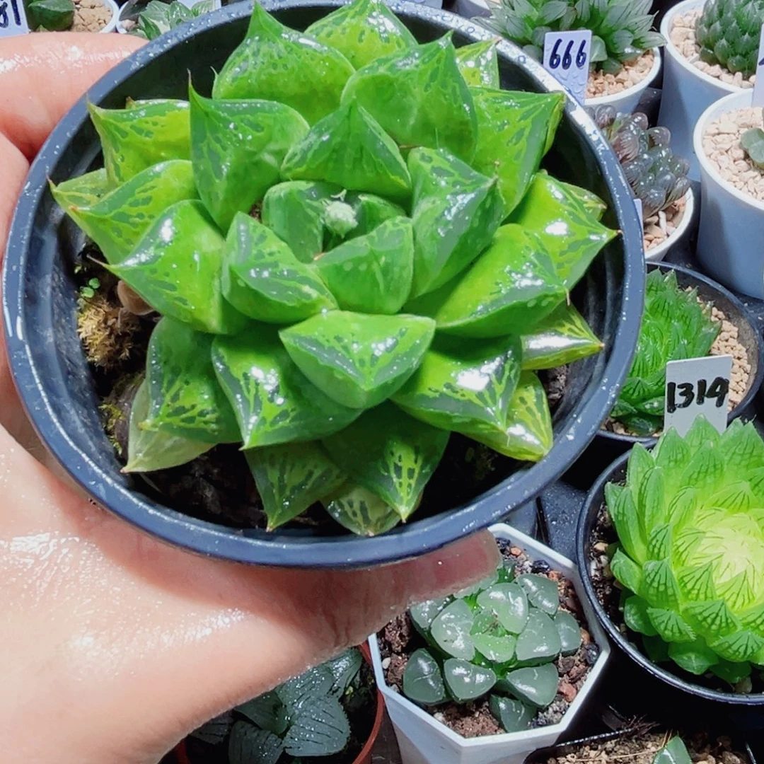 宝草多肉植物666666