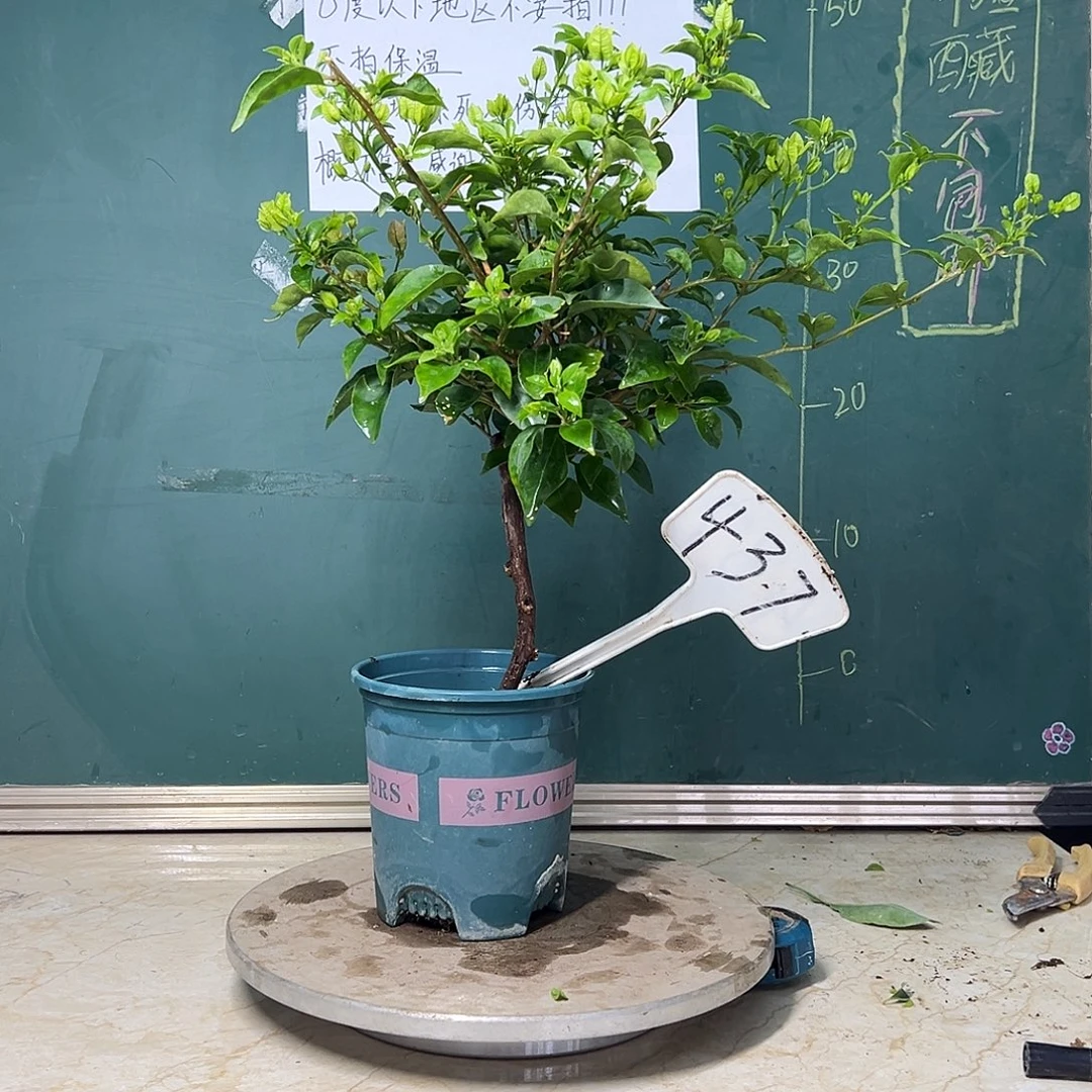 完全开放 白雪公主巴西紫同株有瑕疵  437