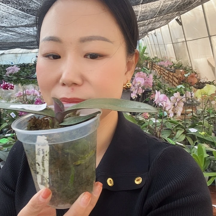 无花朵白瓷蝴蝶兰