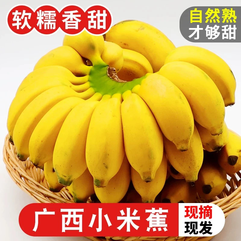 福利广西小米蕉自然熟粉蕉芭蕉软糯香甜带箱5斤香蕉新鲜水果