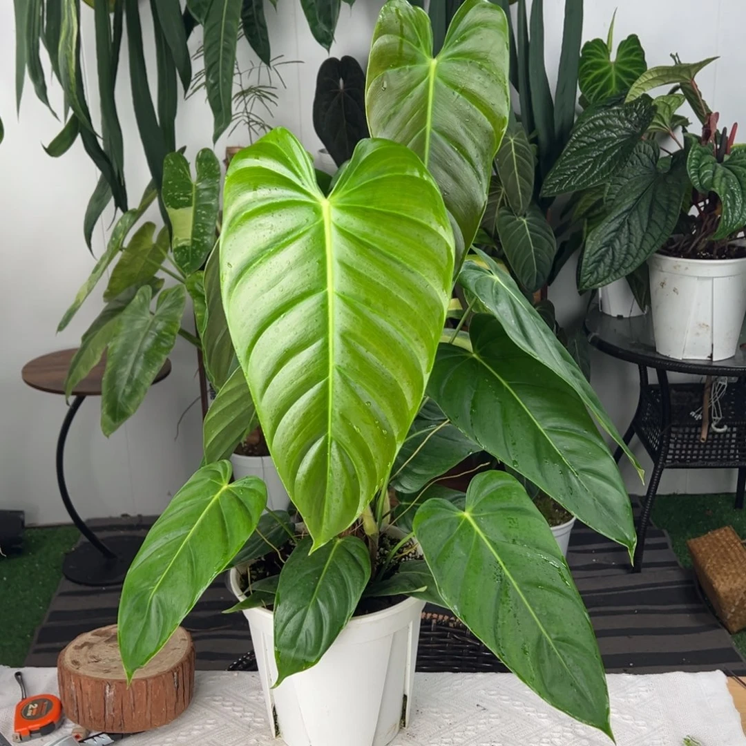 完全开放双株上柱Pe蔓绿绒