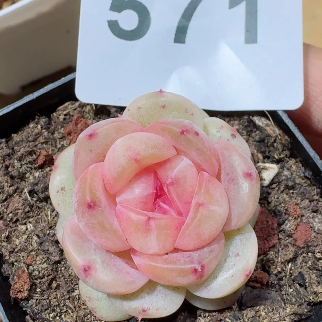 孤品         精品多肉