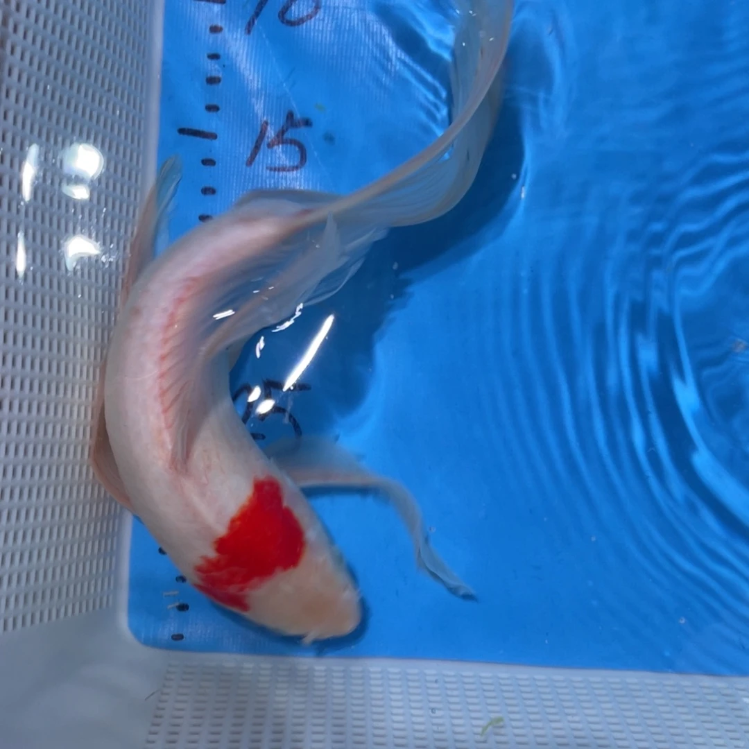 锦鲤锦鲤锦鲤包邮蝴蝶里