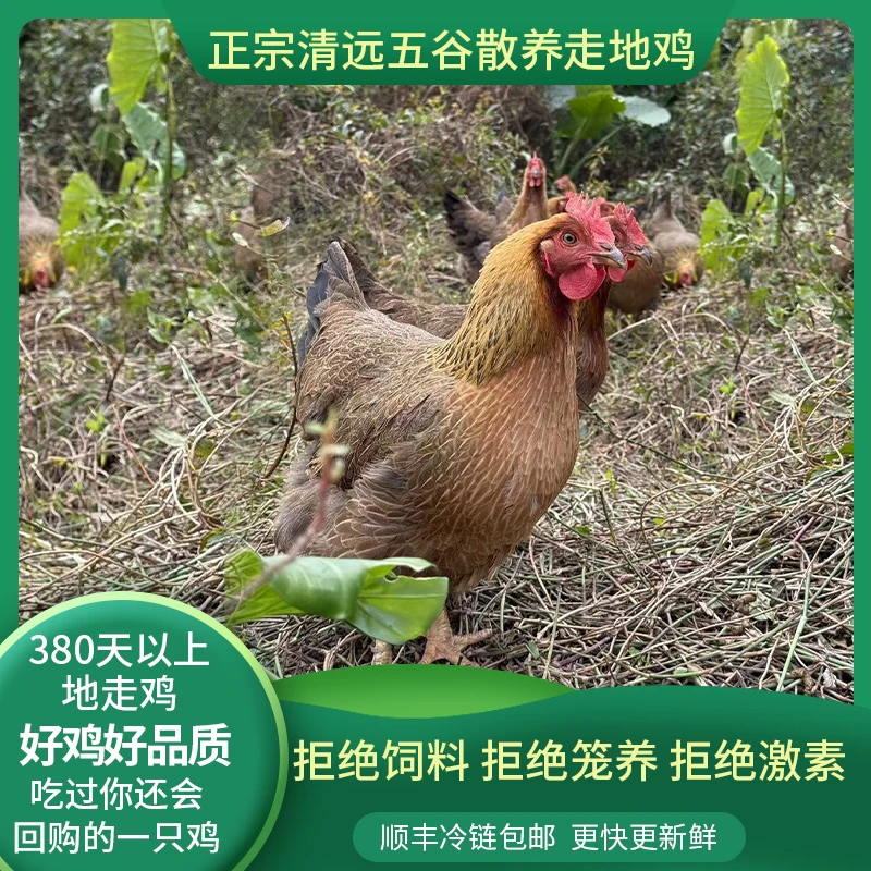 （买一送一）广东清远高山五谷散养一年以上老母鸡麻鸡本地土鸡