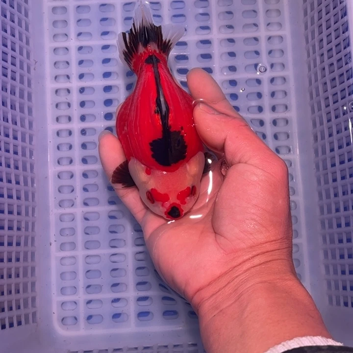 龙睛金鱼渔场直销玛丽金鱼