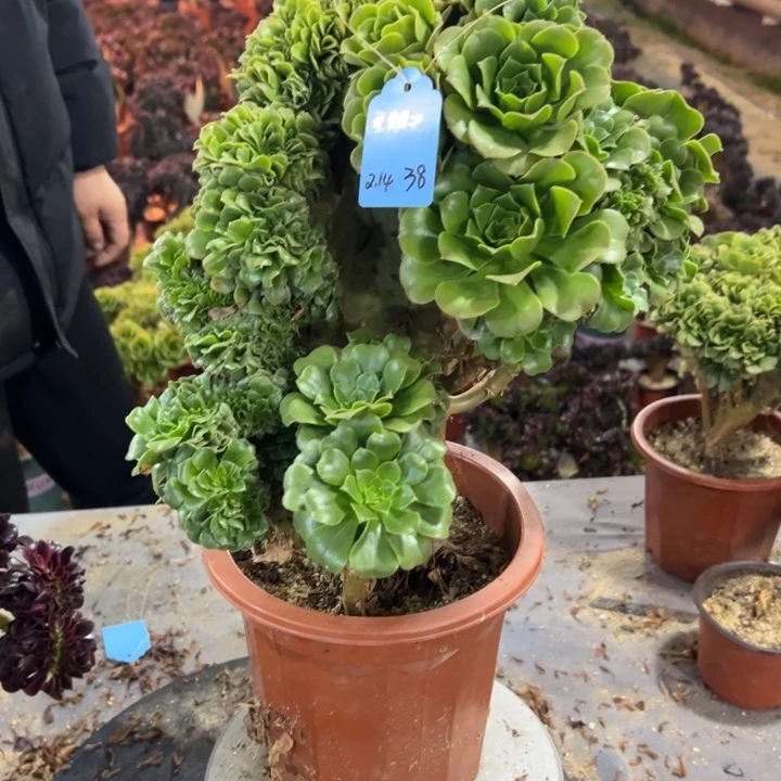 星***天多肉植物绿羊绒啊啊啊