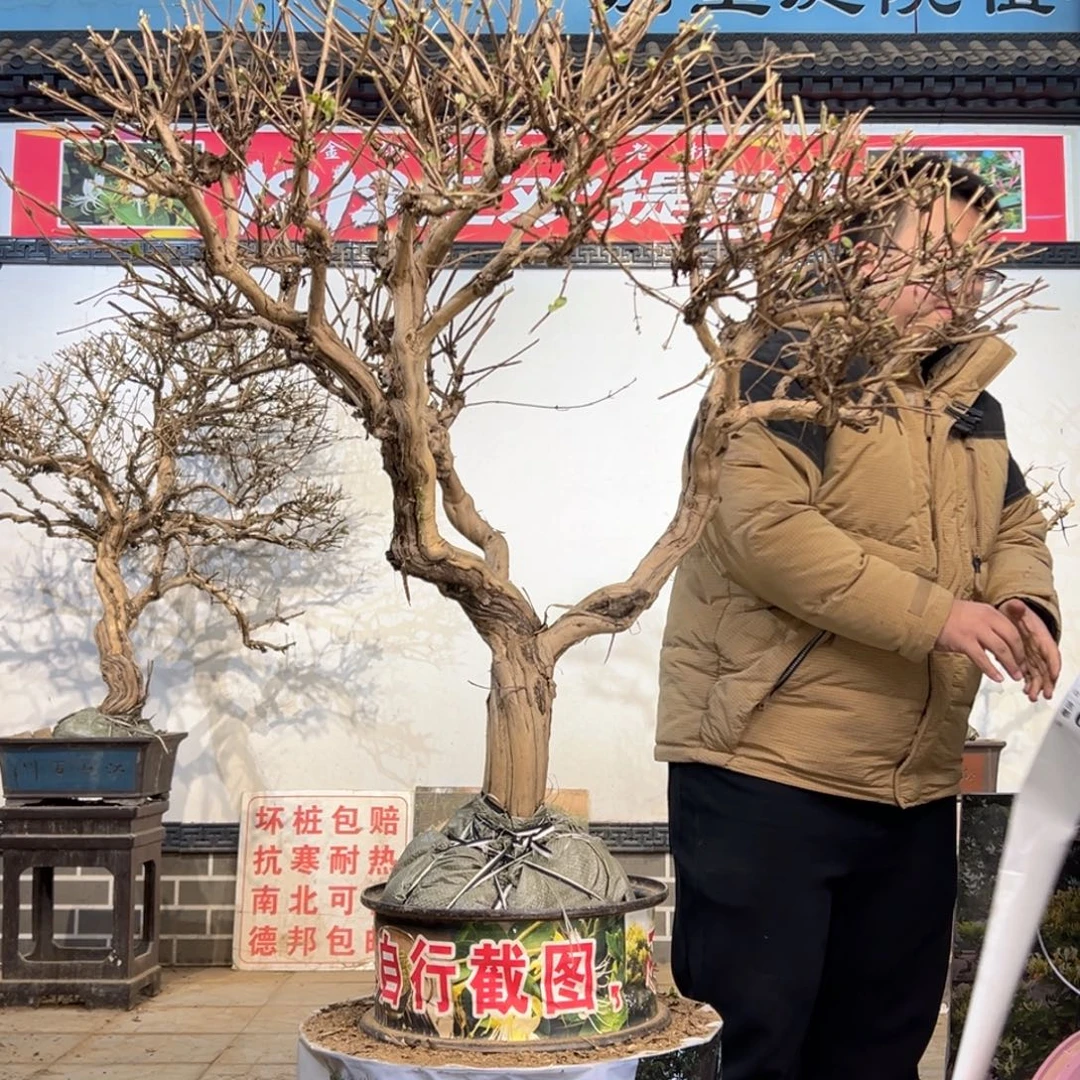 无花朵金银花585555555555555555