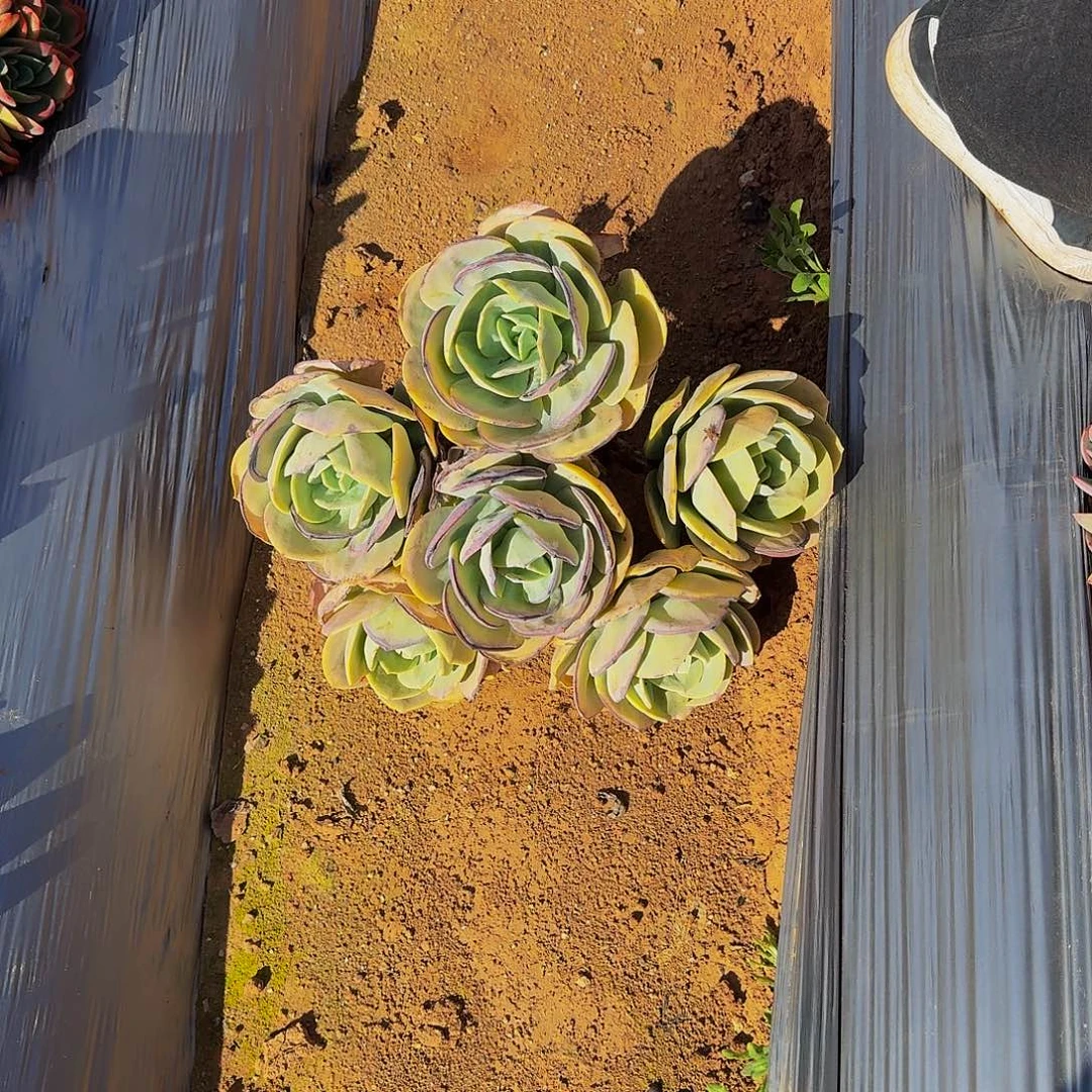 白凤啦啦啦啦啦啦啦