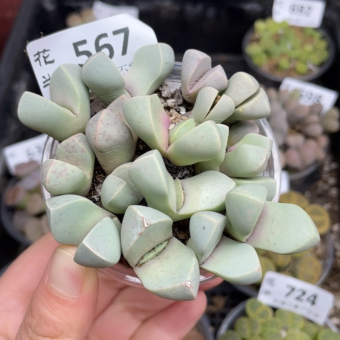 567000000花花花花花