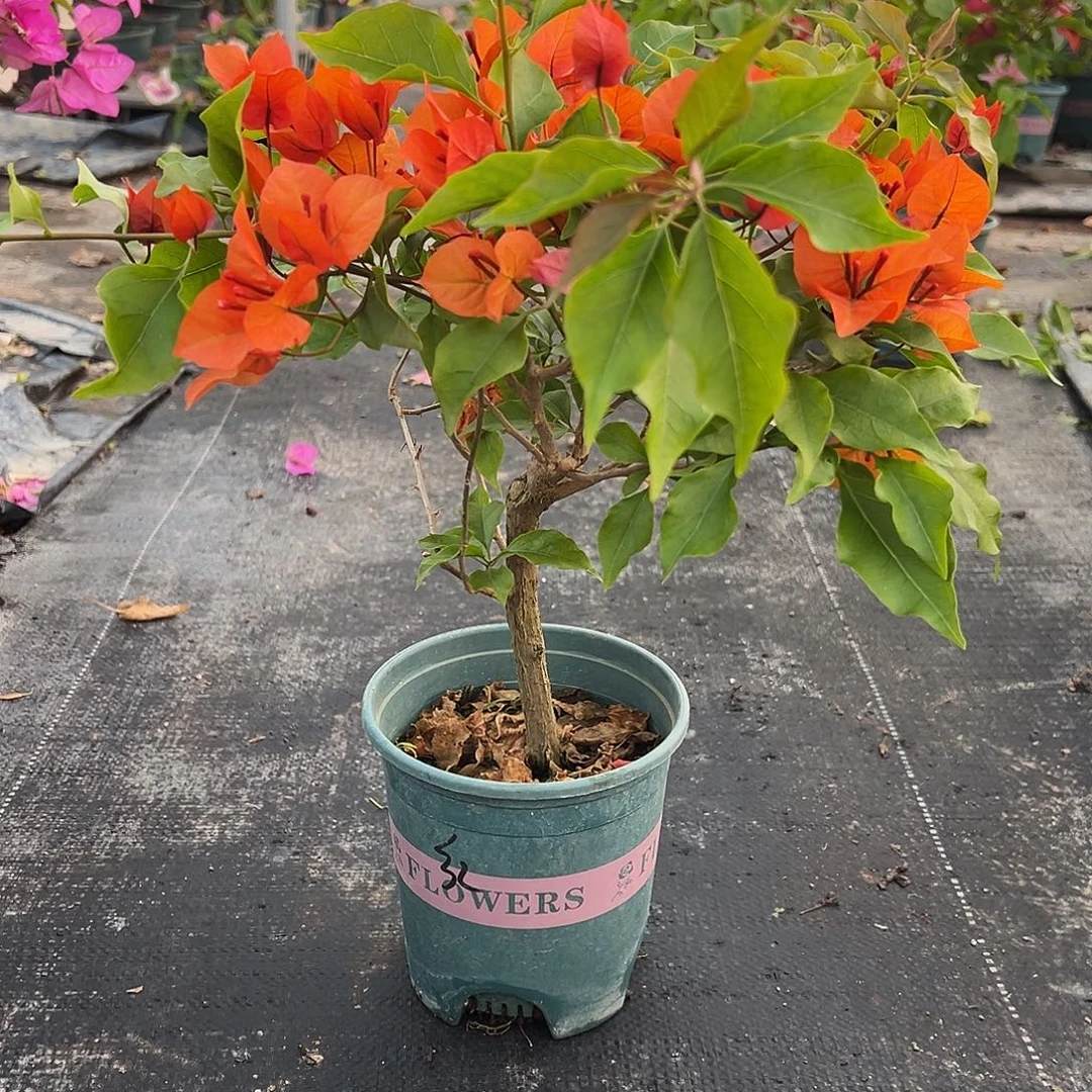 完全开放热火桑巴 1