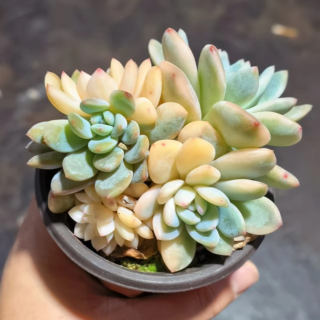 【梦露锦】 多肉植物 绿植盆栽