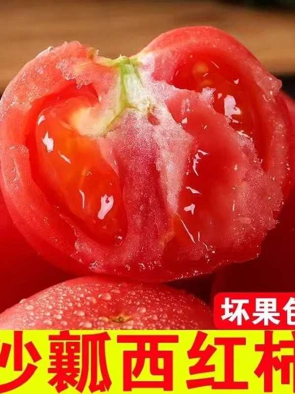 四川攀枝花现摘沙瓤番茄西红柿新鲜采摘粉果西红柿