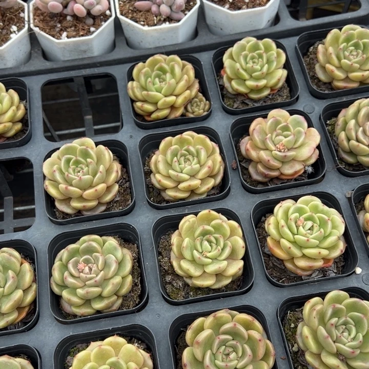 太平鸟一颗量拍多肉满20包邮下午发货