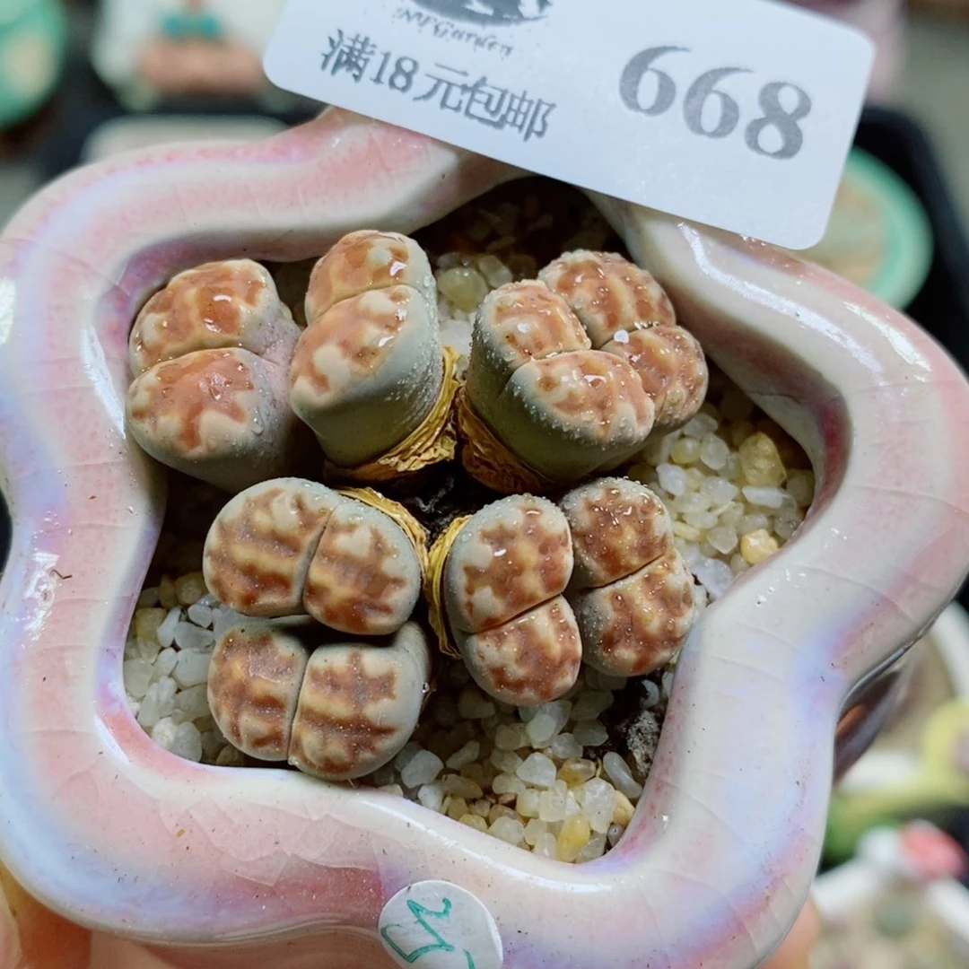 生石花花花花花花花668