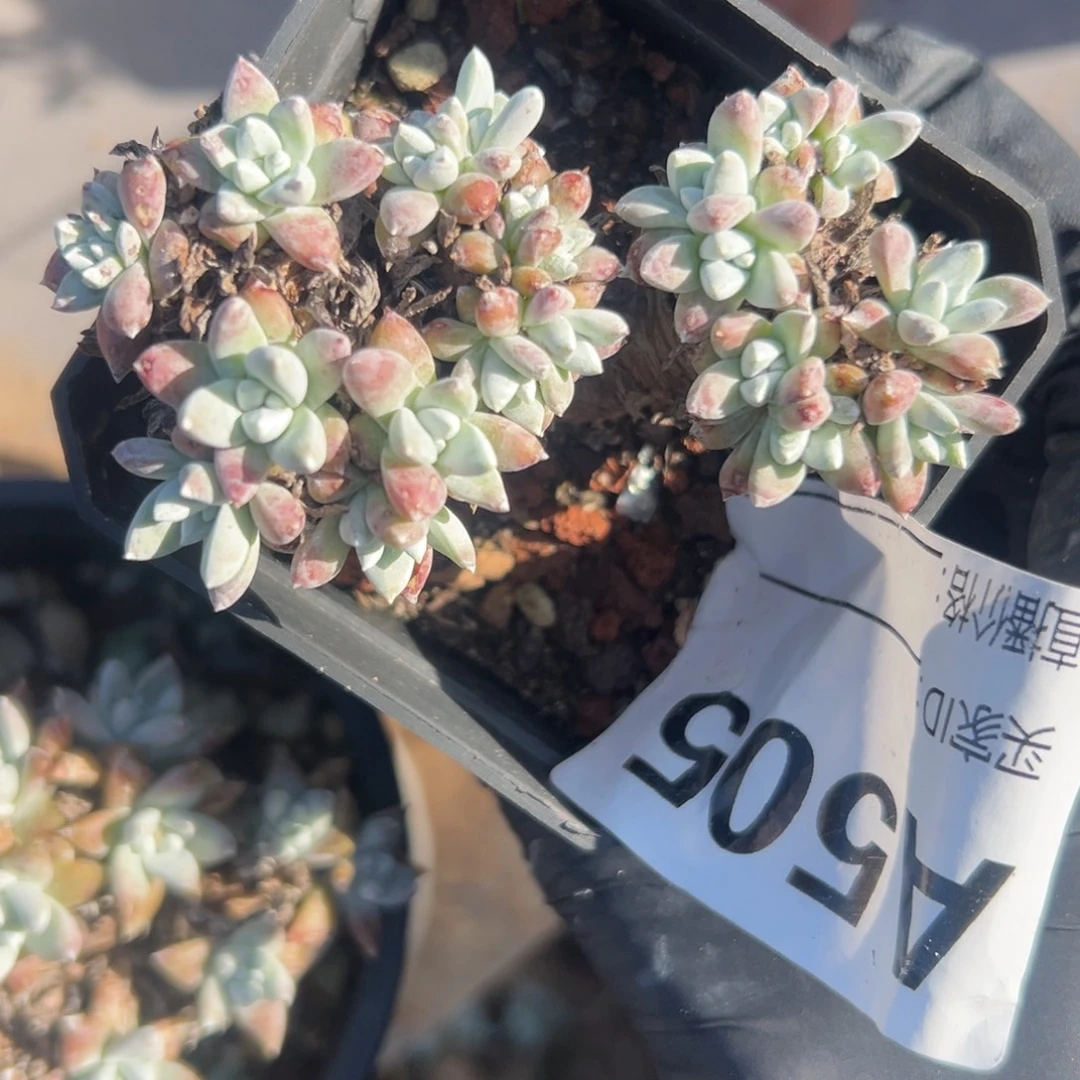 可爱小菊～一物一拍505