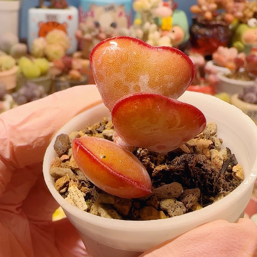 T爱心水泡盆口3.5cm